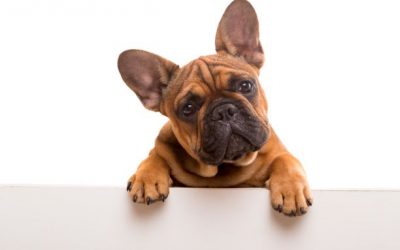 Familienrecht- Hunde… keine Prüfung Tierwohl bei Trennung- nur Eigentümereigenschaft zählt