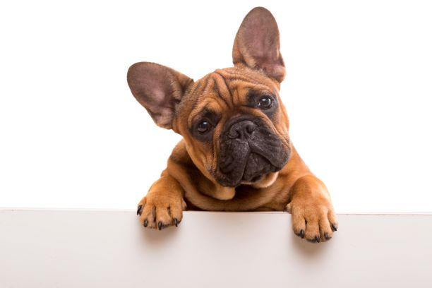 Familienrecht- Hunde… keine Prüfung Tierwohl bei Trennung- nur Eigentümereigenschaft zählt